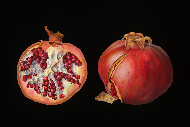 Susannah Blaxill - Pomegranates on black background